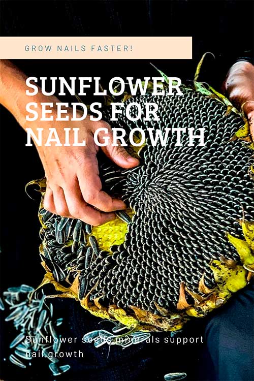 Sunflower seeds are loaded with minerals such as copper and manganese, which can support nail growth Sunflower seeds are loaded with minerals such as copper and manganese, which can support nail growth