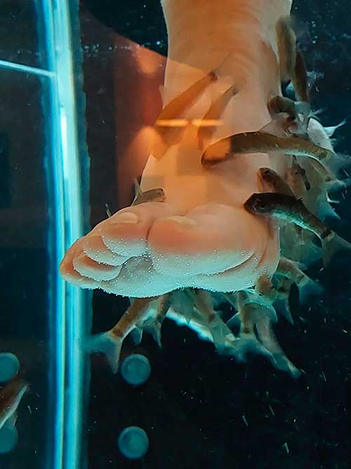 Fish pedicure type Fish pedicure type